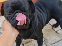 Bu güzelliklerde benden gelsin pomeranian