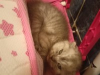 British longhair ve scottish yavrularim