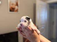 3 Haftalık Safkan French Bulldog Bebekler