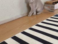 Scottish fold erkek kedimiz