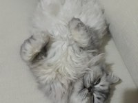 1 yaşında dişi iran chinchilla
