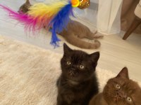 3 Dişi ve 1 Erkek British Shorthair Yavrular