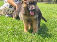 SECERELİ ALMAN ÇOBAN KÖPEĞİ YAVRULARI