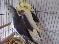 Yeni Yeme Düşen Sultan Papağanı Yavrular