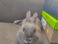 Orjinal Netherland Dwarf (Hollanda Cüce Tavşan) Erkek Cüce
