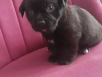 26 günlük dişi erkek yavru pug