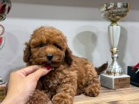 Cinsinin En İyisi Köpeğimiz