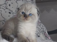 Sıcakkanlı, Oyuncu ve Sevecen Scottish Fold