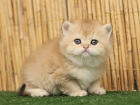 Anne Baba Şecereli Safkan British Shorthair Erkek ve Dişi