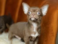 Egzotic Teacup Chihuahua