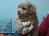 maltipoo yavrularımız