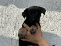 ALMAN KURDU YAVRULARIMIZ YENİ YUVASINI ARIYOR