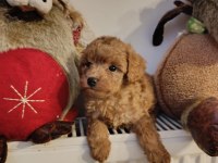 Toy poodle kendi köpeğim