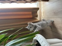Blue tabby erkek bebek british longhair