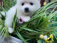 Pomeranian dişi 45 günlük