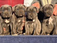 İyisi Değil En İyisi Cane Corso Kapıda Ödeme Mevcuttur