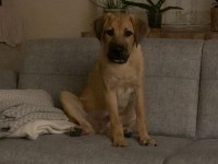 Labrador kırma Erkek 5 aylık aşıları tam