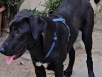 Köpeğimize çok çok acil yuva