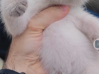 British shorthair kedisi
