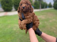 Kıvır Kıvır Orjinal Poodle Minişlerim