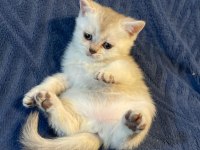 4 tane scottish kedi yavrusu 2 dişi ve 1 erkek