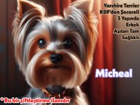 Muhteşem Güzellikte Yorkshire Terrier Micheal (Eşleştirme)