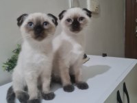 Scottish fold yavru kedimiz