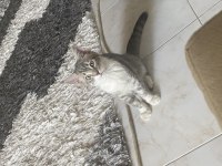3 Aylık british yavru