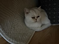 Sağlıklı british shorthair kedilerim