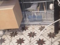 Lutino kırmızı göz takım sultan papağanı