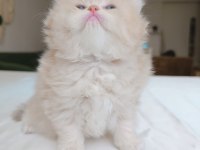 British longhair dişi yavrumuz