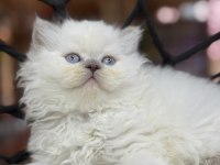 British Longhair Güzelliği