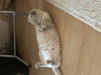 HAMİLE KEDİMİN YAVRULARI İÇİN REZERVE