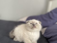 Scottish fold yavrular