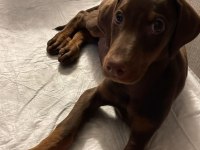 3 Aylık doberman Kızımız