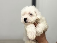 ORJİNAL MALTESE TERRİER