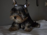 Yorkshire Terrier Yavrularımız