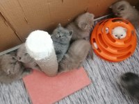 Çok tatlı çocuklarla arası çok iyi scottish fold