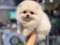 Pomeranian dişi yavrumuz