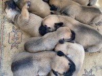 El presa canario puppies