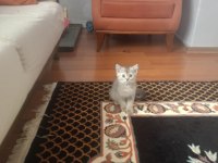 GOLDEN NY 12 BRİTİSH SHORTHAİR