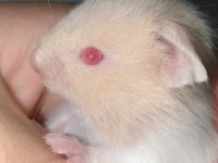 Hamster teddy bear