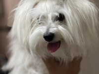 Maltese terrier tüm aşıları tamdır çipli pasaportlu