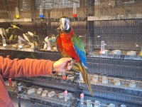 HYBRİT MACAW PAPAĞANIMIZ GELMİŞTİR