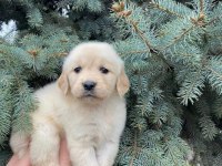 Baby Face Golden Bebekler
