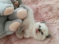 Mavi gözlü colorpoint british shorthair yavrumuz