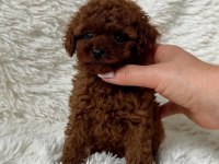 Biblo gibi poodle bebek