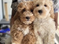 Wc eğitimli maltipoo yavrularımızı canlı görün