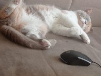 1.5 yaşında dişi aşılı ve çipli british shorthair