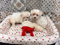 Korean maltipoo 1 buçuk kg olacak ev ortamı